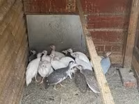 Guinea fowl — عکس 4