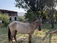 Ngựa đực, Tiger horse — ảnh 5