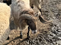 숫양, 양 — 사진 3