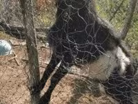Jarac, Pomellata goat — fotografija 3