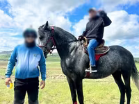 Koń, Orlov Trotter — zdjęcie 2
