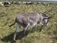 Kobyła, Konie — zdjęcie 5