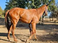 Kısrak, Arabian horse — foto 1
