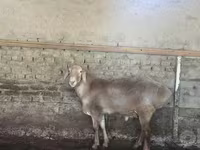 قوچ, Baerchuke sheep — عکس 1