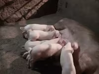 Vier, Porci — foto 3