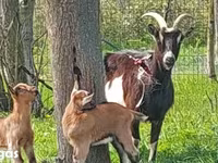 Kambing betina, Goats — foto 2