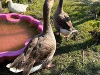 Geese — foto 4