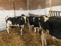 گائے, Russian Black pied cattle — تصویر 6