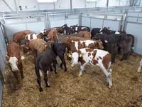 گاو ماده, Russian Black pied cattle — عکس 1