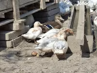 Ducks — 사진 2