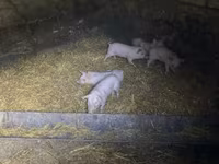 公猪, Pigs — 照片 4