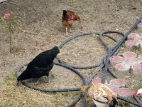Chickens — ảnh 4