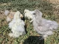 Silkie — foto 3