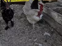 Chickens — photo 1