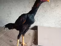 Chickens — Foto 7