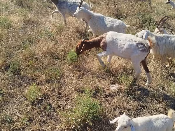 Chèvre, Chèvres