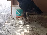 Chickens — عکس 8