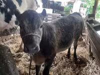 Býk, Simmental cattle — foto 5