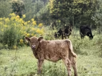 公牛, Galloway cow — 照片 2