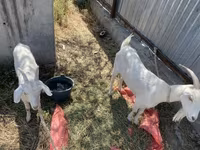 بکری, Saanen goat — تصویر 3
