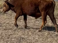 ষাঁড়, কাজাখ সাদা মাথার গরু — ছবি 6