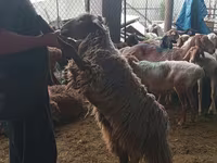 Kambing jantan, Sheep — foto 2
