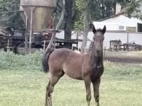 مادیان, Lipizzaner — عکس 1