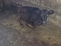 Ng'ombe dume, Banda la Holstein — picha 2