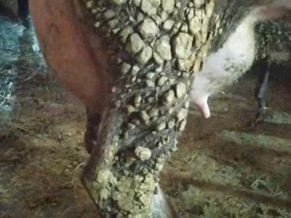 Vacă, Russian Black pied cattle