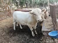 Бух, Simmental cattle — 1 зураг
