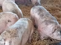 Schweine (Partie, Geschlecht nicht angegeben), Крупная белая — Foto 2
