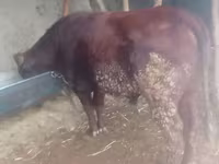 Lembu jantan, Cattle — foto 2
