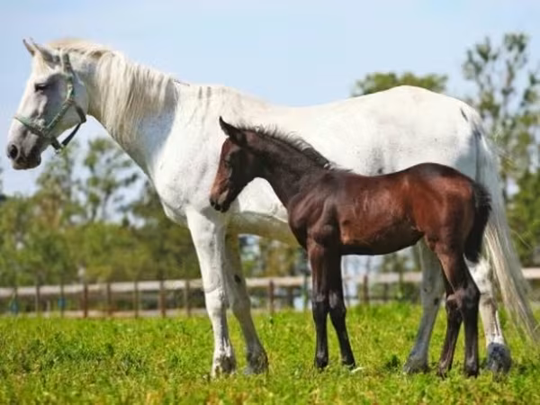 Mare, Orlov Trotter — Russia