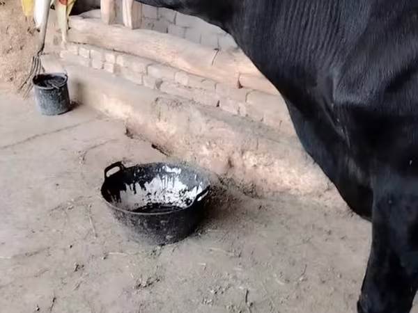 گائے, مویشی — ازبکستان