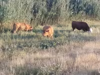 Kuh, Limousin-Kuh — Foto 5