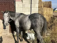 Άλογο, Orlov Trotter — φωτογραφία 3