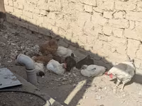 Chickens — รูปภาพ 3