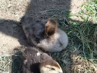 Muscovy Domestik — foto 4