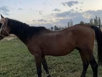 Hingst, Heste — foto 2