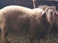 قوچ, Assaf sheep — عکس 1