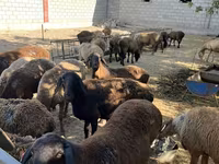 Ovca, Rhon sheep — fotografija 1