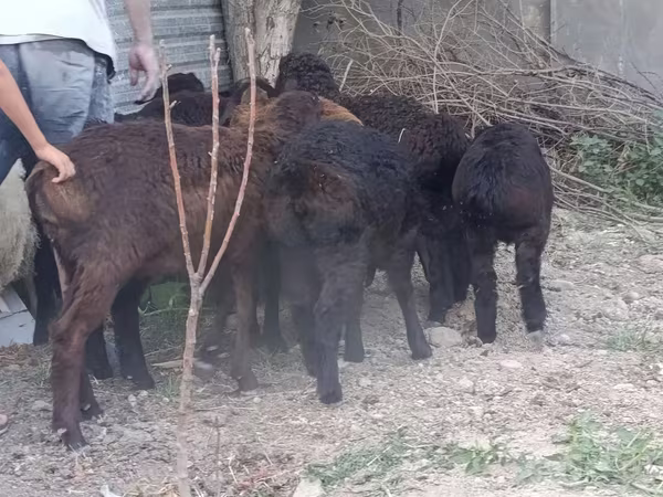 Bélier, Moutons