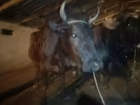 วัวตัวเมีย, Swiss cattle — รูปภาพ 6