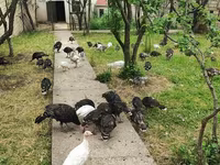 Turkeys — عکس 6