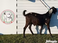 Buk, Nubian Goat — foto 5