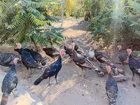 Turkeys — foto 5