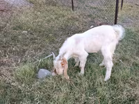 숫염소, Boer goat — 사진 2