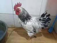 Chickens — 写真 1