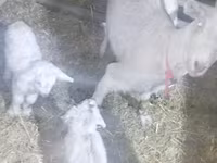 Ешкі, Ешкілер — 1-сурет
