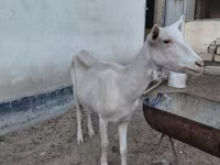 بز ماده, Saanen goat — عکس 1